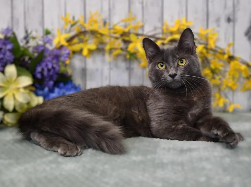 A baby small-sized female Domestic Medium Hair cat named Madeline for adoption in Roanoke, TX