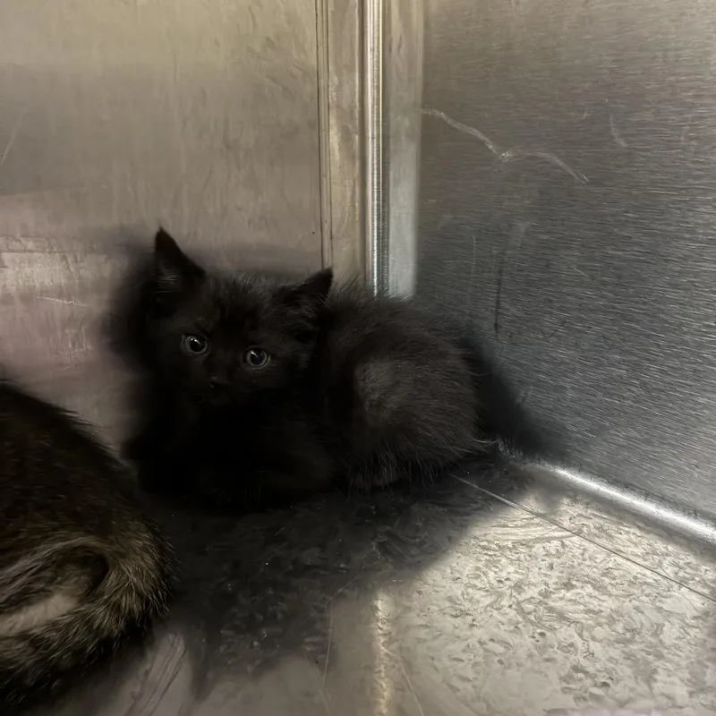A baby small-sized female Black Domestic Short Hair cat named Guac for adoption in Windsor, VA