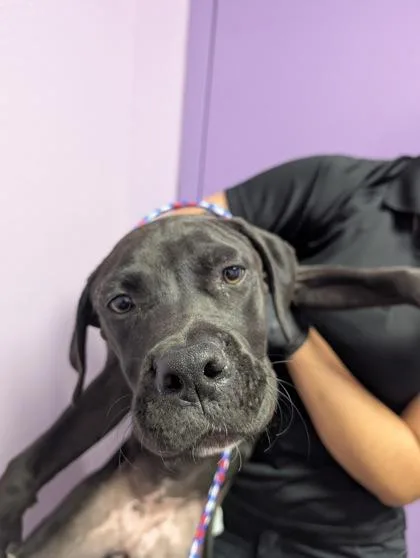 A baby medium-sized female Black Mixed Breed dog named 61384791 for adoption in El Paso, TX