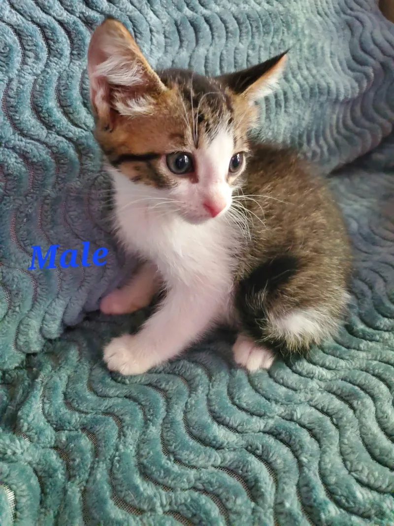 A baby medium-sized male Tabby (Gray / Blue / Silver) Korat cat named Winston for adoption in Rock Spring, GA