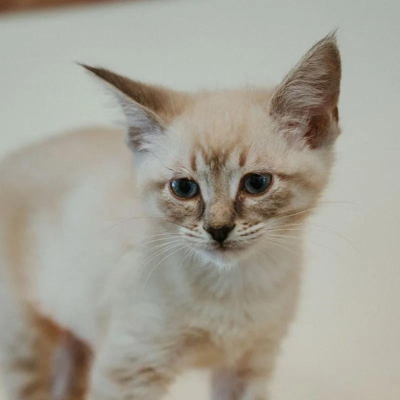 A baby medium-sized female Siamese cat named Coral for adoption in Jackson, WY