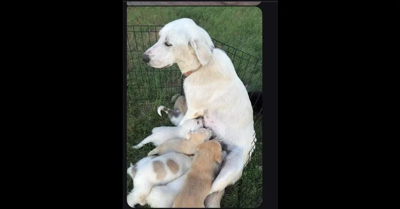 An adult large-sized female White / Cream Labrador Retriever dog named Daisy for adoption in Dallas, TX
