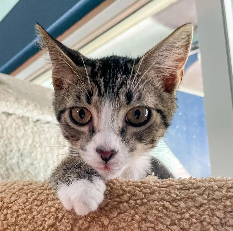 A baby medium-sized male Domestic Short Hair cat named Huey for adoption in Lighthouse Point, FL