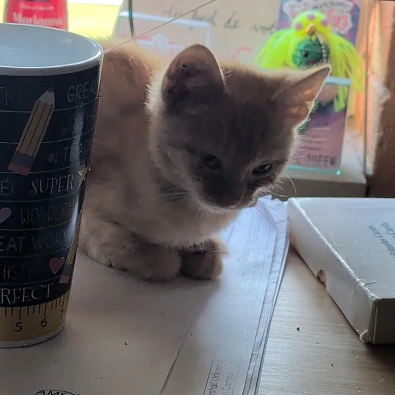 A baby small-sized male Orange / Red Domestic Short Hair cat named Linz for adoption in Huntington, WV