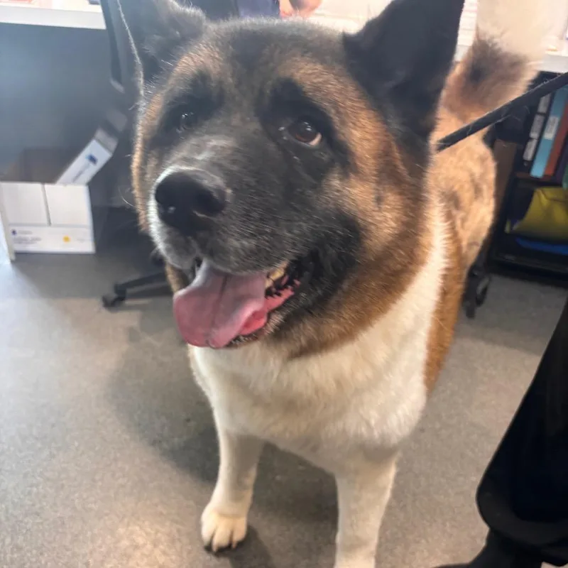 A senior large-sized male Black Akita dog named Sampson for adoption in Allentown, PA