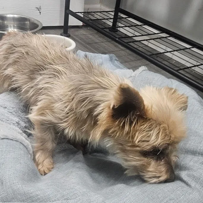A senior small-sized male Apricot / Beige Yorkshire Terrier dog named Harry for adoption in CORPUS CHRISTI, TX