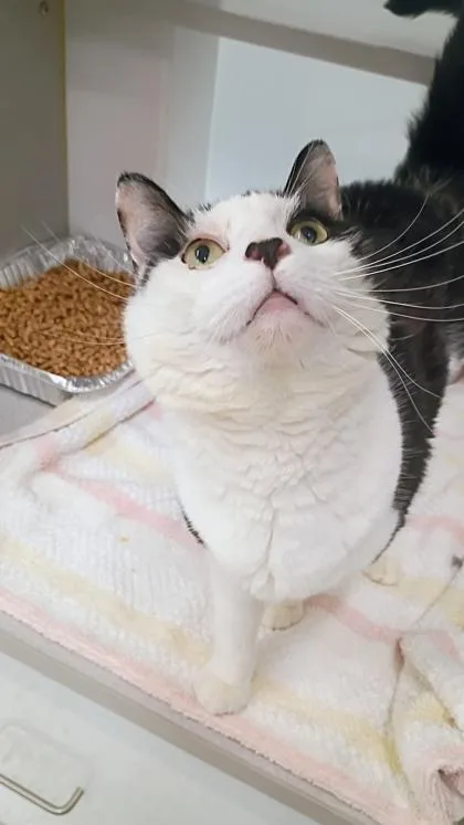 An adult medium-sized male Domestic Short Hair cat named Miso for adoption in Atlanta, GA