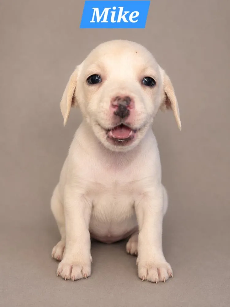 A baby medium-sized male Dachshund dog named Brady Bunch Mike for adoption in Oakland, MI
