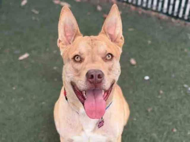 An adult medium-sized male Pit Bull Terrier dog named Bruno for adoption in Bonita, CA