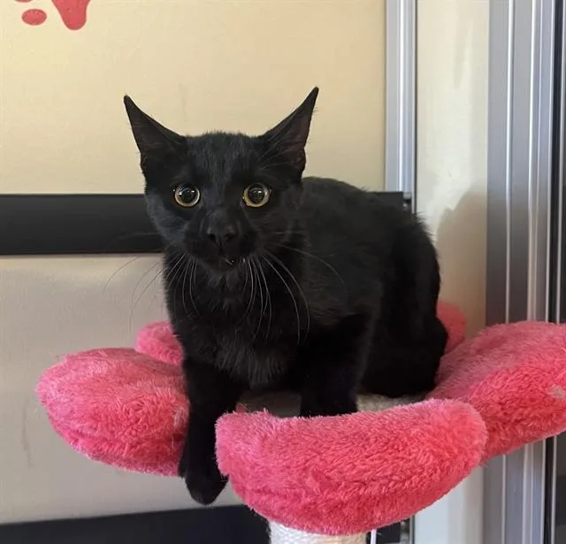 A baby small-sized male Domestic Short Hair cat named Lil Bat for adoption in Lancaster, CA