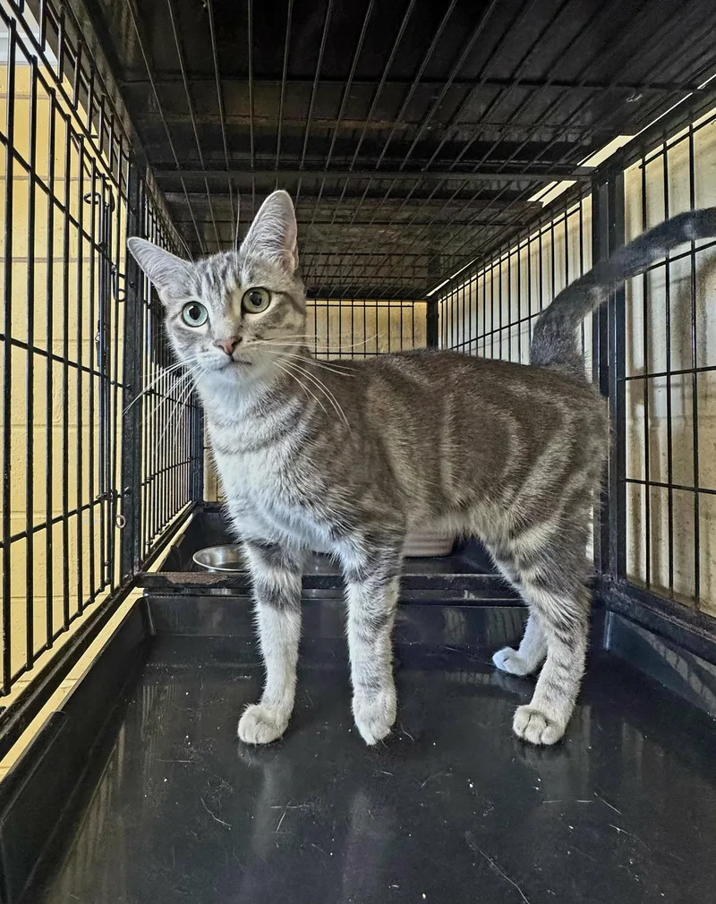 A young medium-sized female Gray & White Tabby cat named Laya for adoption in Perth Amboy, NJ