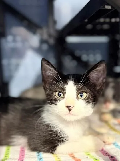 An adult small-sized male Domestic Short Hair cat named Kit Kat for adoption in Port Allen, LA