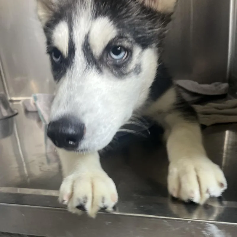 A baby small-sized male Black Husky dog named Hashbrown for adoption in Delaware, OH