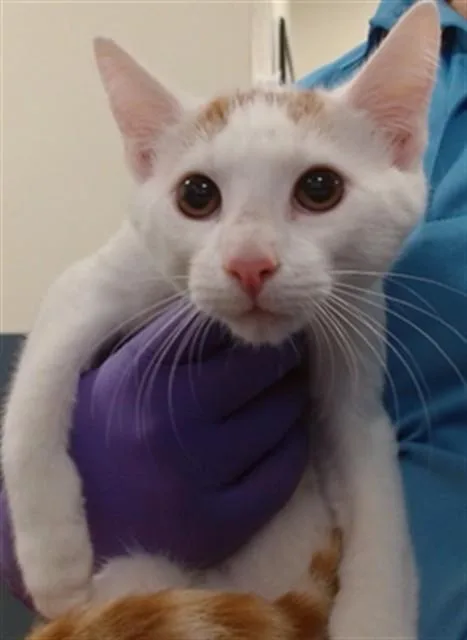 A baby small-sized male Domestic Short Hair cat named Wilson for adoption in Miami, FL