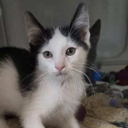 A baby small-sized male Domestic Short Hair cat named Dirty Dan for adoption in Voorhees, NJ