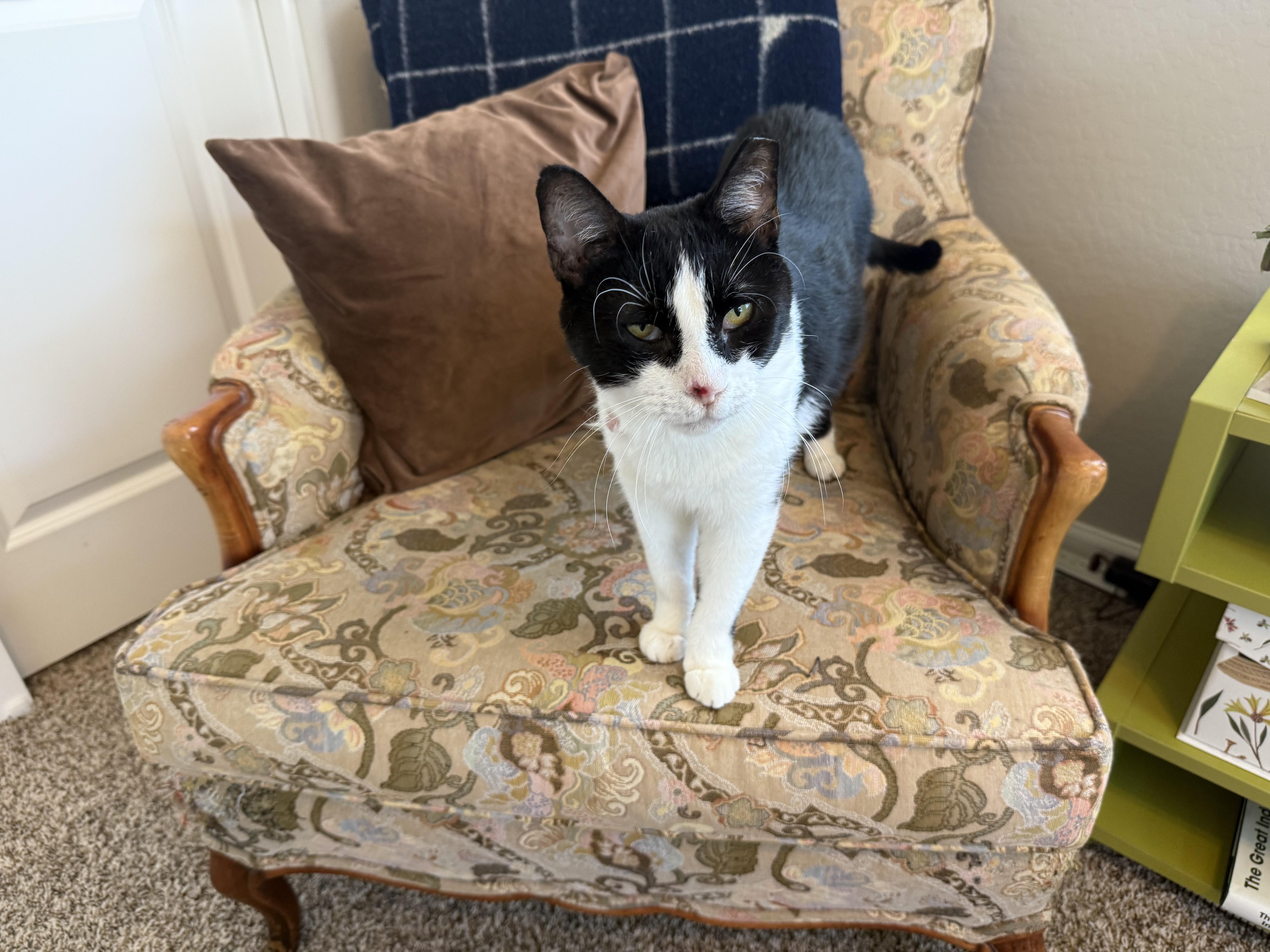An adult large-sized male Tuxedo cat named Apollo for adoption in Peoria, AZ
