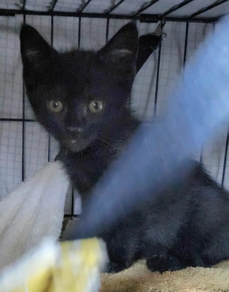 A baby medium-sized male Black Domestic Short Hair cat named Logan for adoption in East Brunswick, NJ