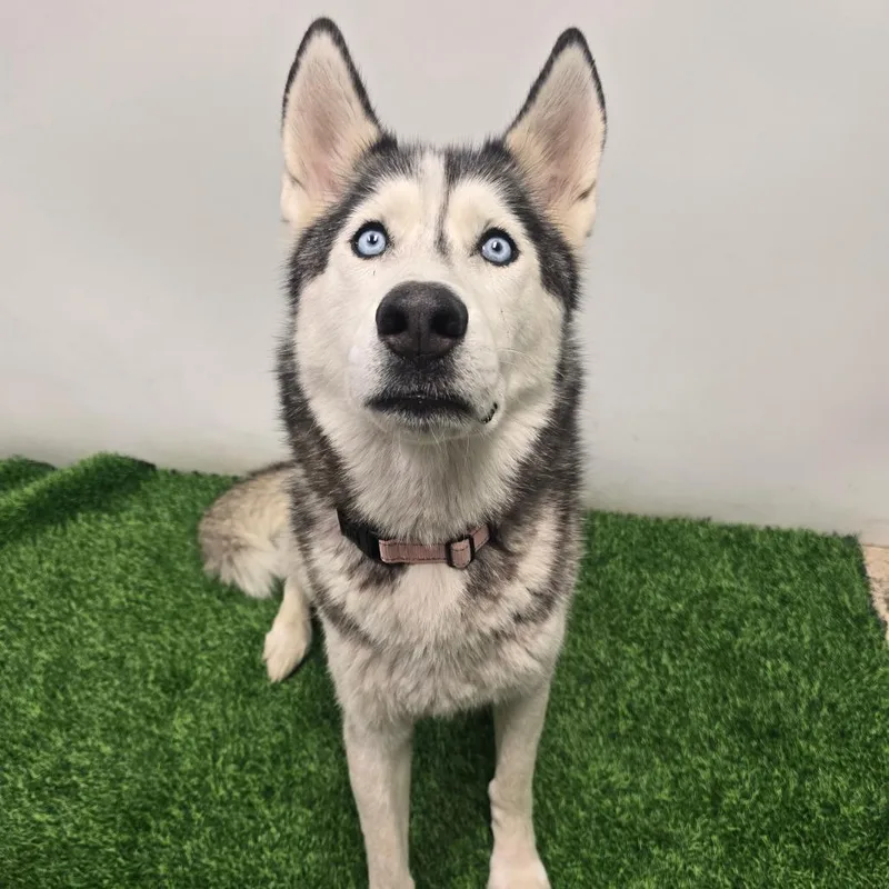 An adult large-sized male Black Husky dog named Rocky for adoption in Columbia, MO