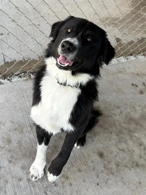 An adult medium-sized male Border Collie dog named Brom for adoption in Fayetteville, AR