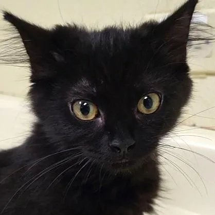 A baby medium-sized female Black Domestic Medium Hair cat named Cindy Brady for adoption in Grayslake, IL
