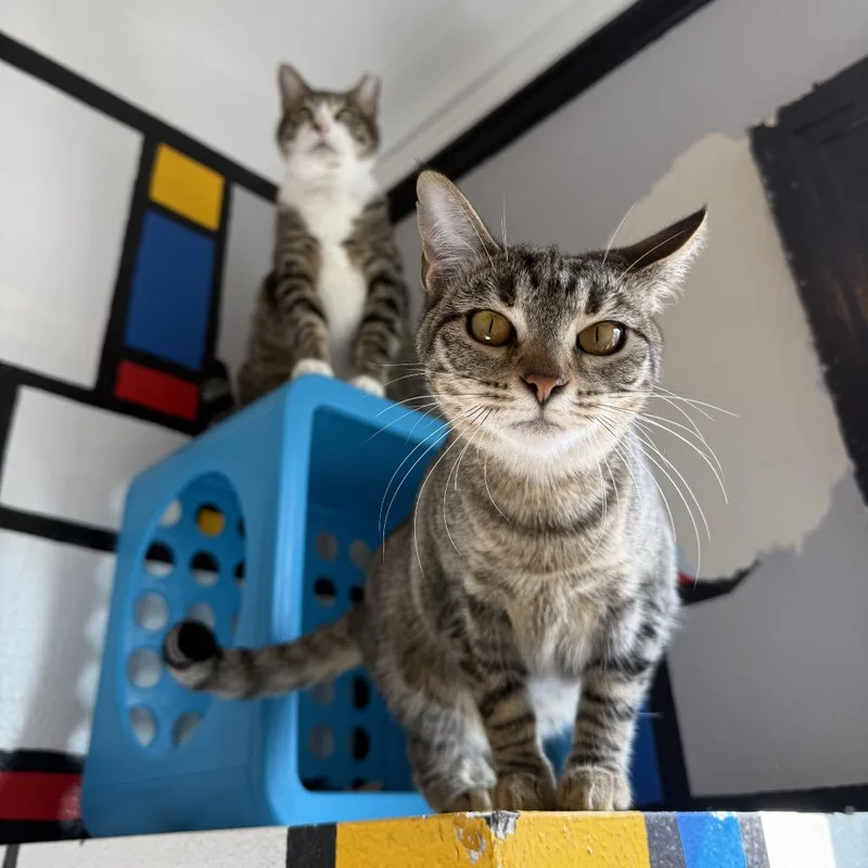 A young medium-sized female Brown / Chocolate Domestic Short Hair cat named Florence for adoption in Los Angeles, CA