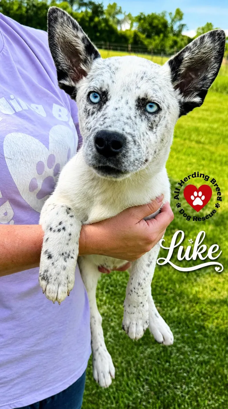 Luke