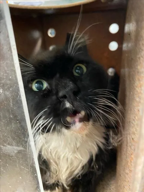 A senior large-sized male Black & White / Tuxedo Domestic Medium Hair cat named A for adoption in Woodland, CA