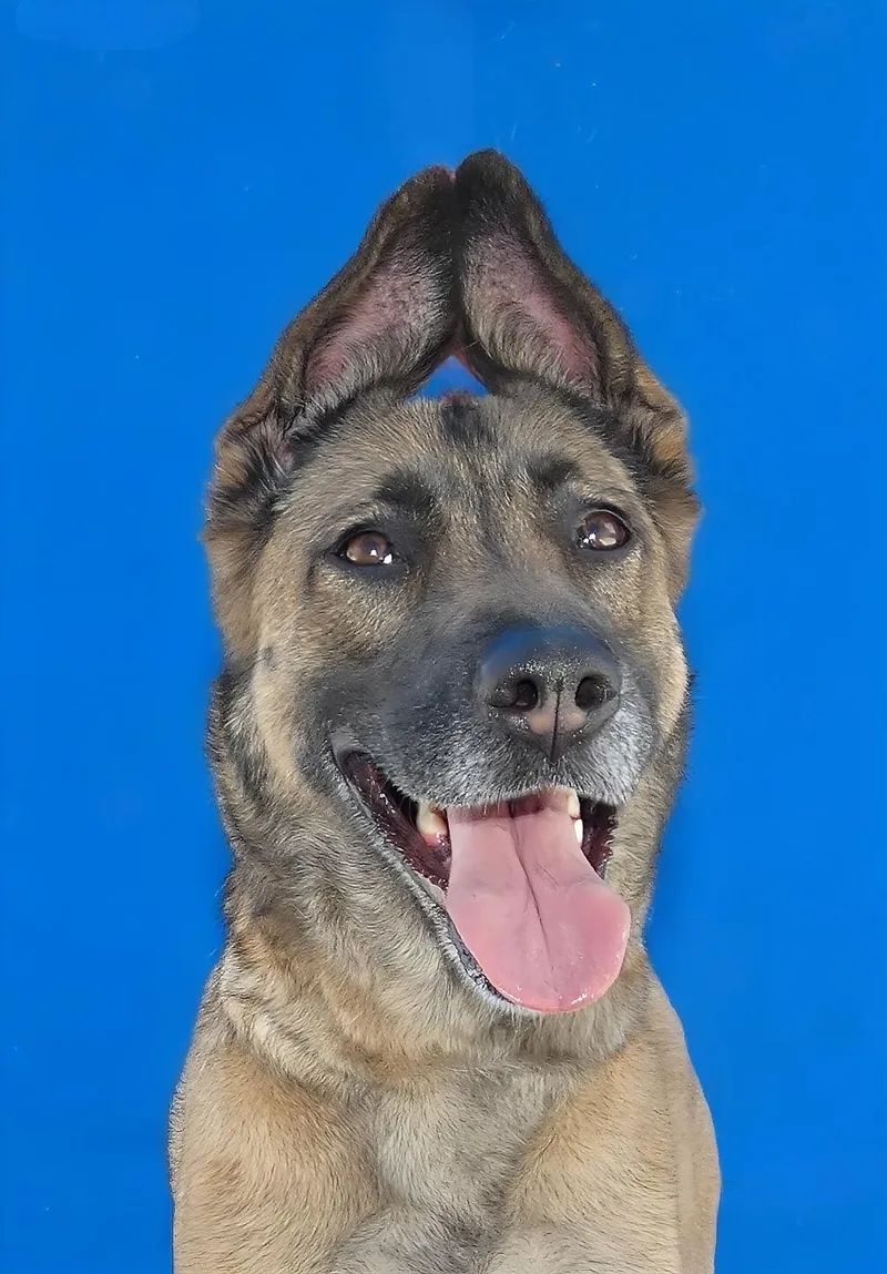 An adult large-sized female German Shepherd Dog dog named Rose for adoption in Pasadena, CA