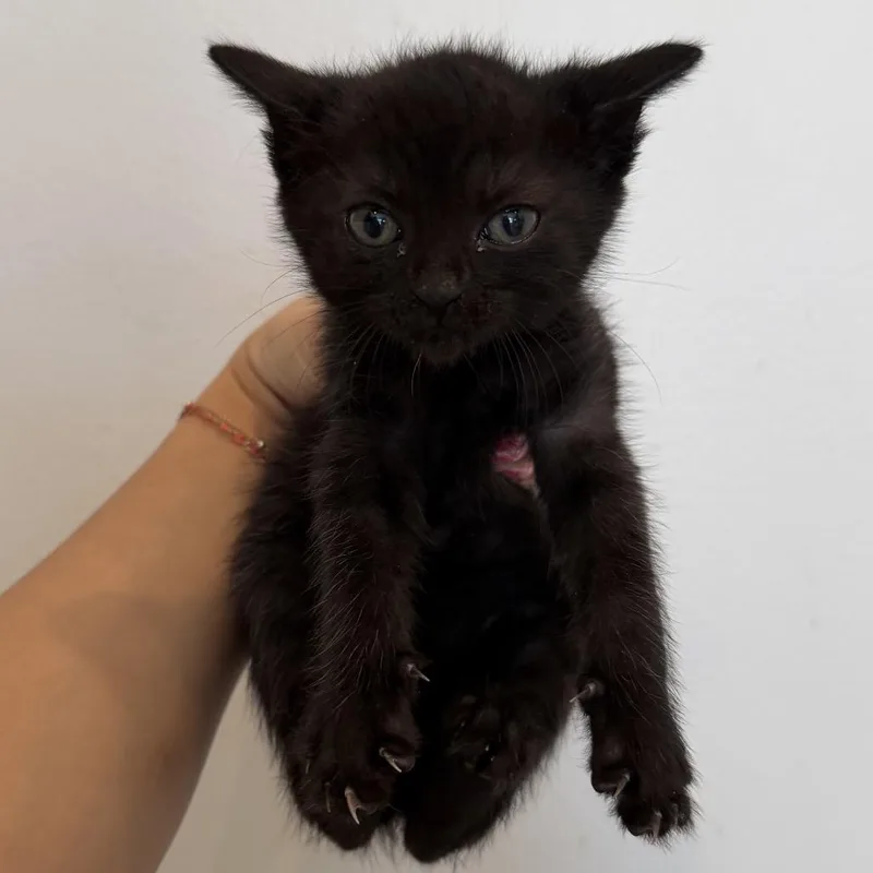 A baby medium-sized female Black Domestic Short Hair cat named Tempura for adoption in Chattanooga, TN