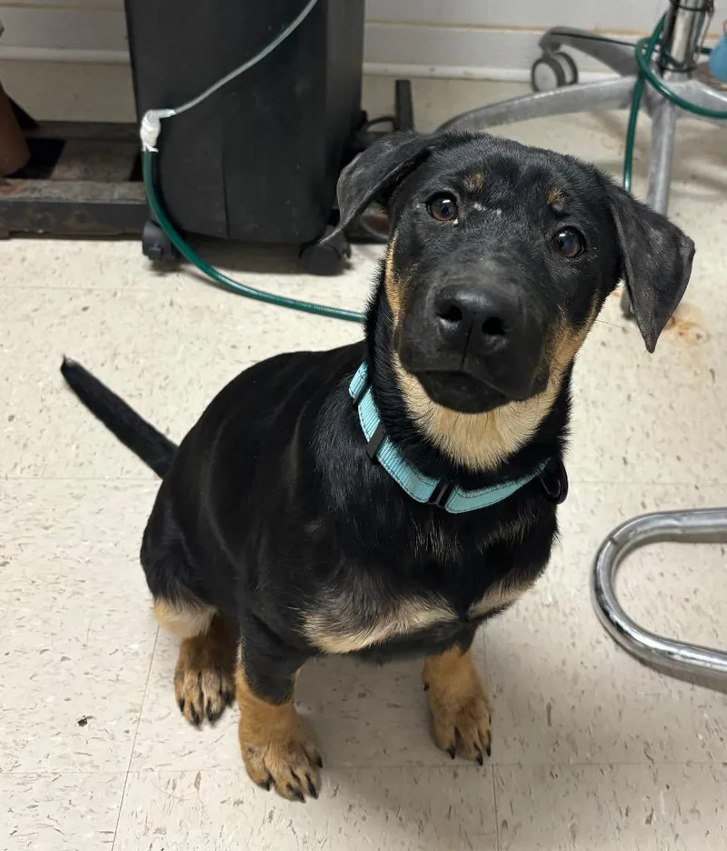 A baby medium-sized female Hound dog named Angel for adoption in Luling, TX