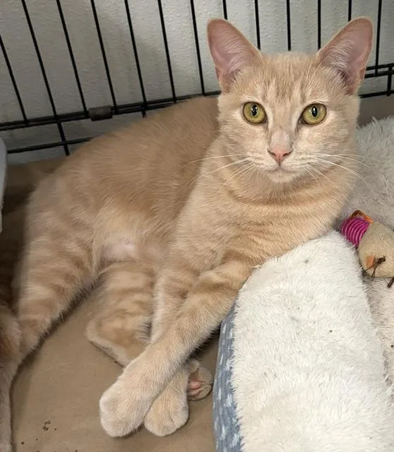 A young medium-sized female Domestic Short Hair cat named Meg for adoption in Jackson, CA