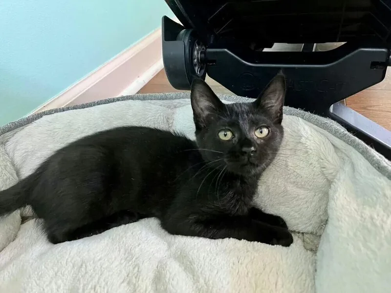 A baby medium-sized female Black Domestic Short Hair cat named Cilantro for adoption in Emerald Isle, NC