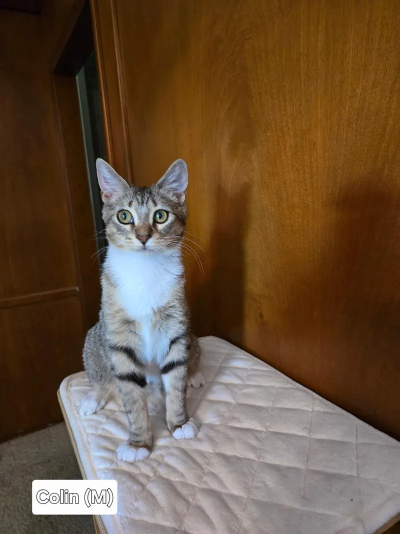 A baby medium-sized male Tabby (Brown / Chocolate) Domestic Short Hair cat named Colin for adoption in Broken Arrow, OK