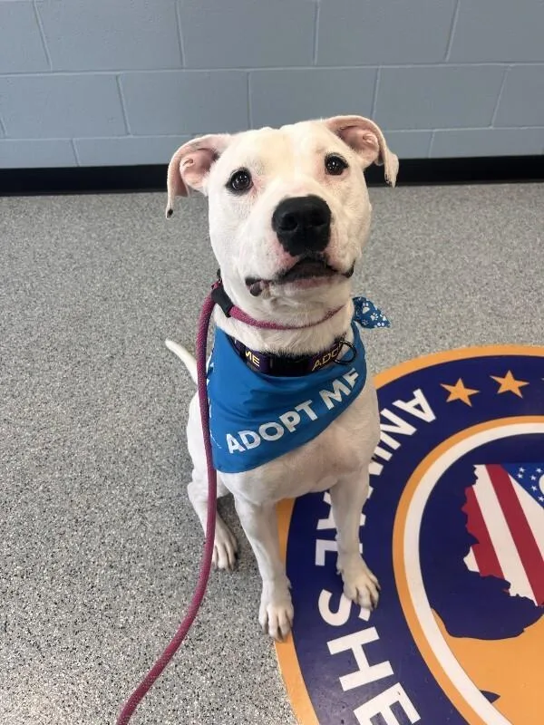 A young large-sized female White / Cream Mixed Breed dog named Gigi for adoption in bellefontaine, OH