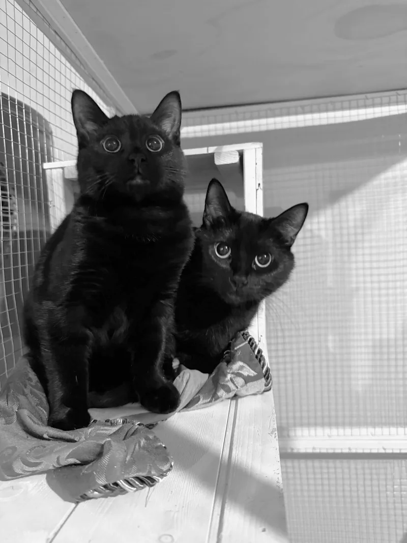 Jelly & Peach thumbnail 3