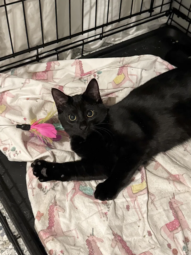 Jelly & Peach thumbnail 5