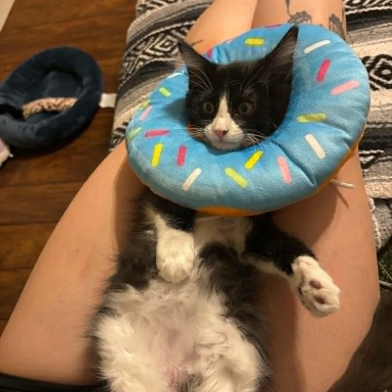 A baby small-sized male Black Domestic Short Hair cat named S'more for adoption in Antioch, CA