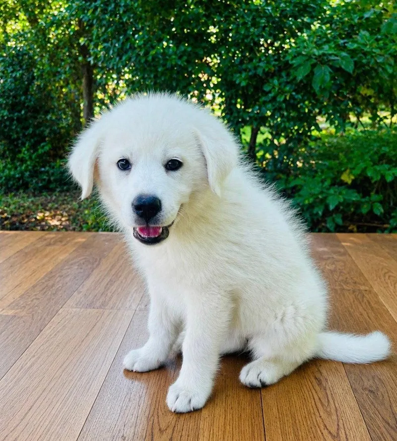 A baby large-sized male Great Pyrenees dog named Beau Lonestar for adoption in Rockaway, NJ