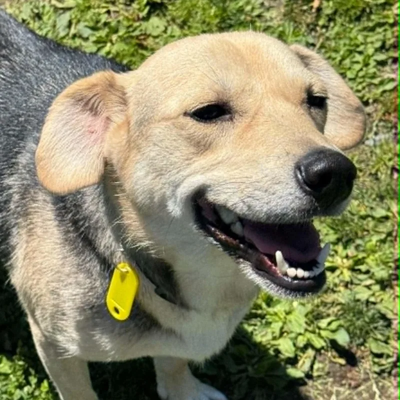 Lani