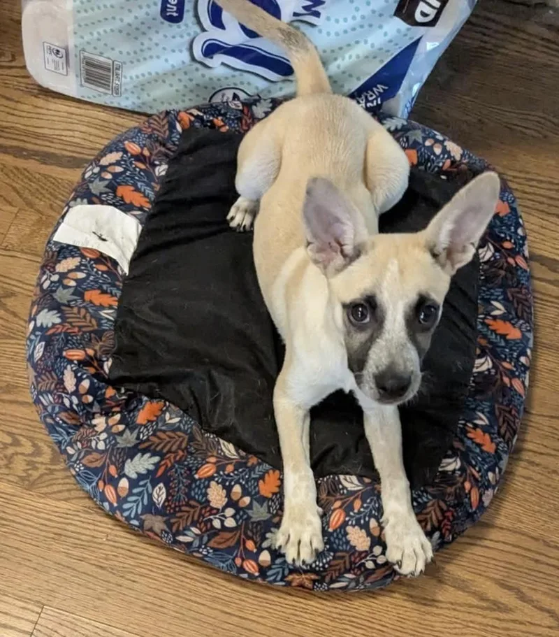 A baby medium-sized female Yellow / Tan / Blond / Fawn Australian Cattle Dog / Blue Heeler dog named Alani for adoption in Sugar Grove, IL