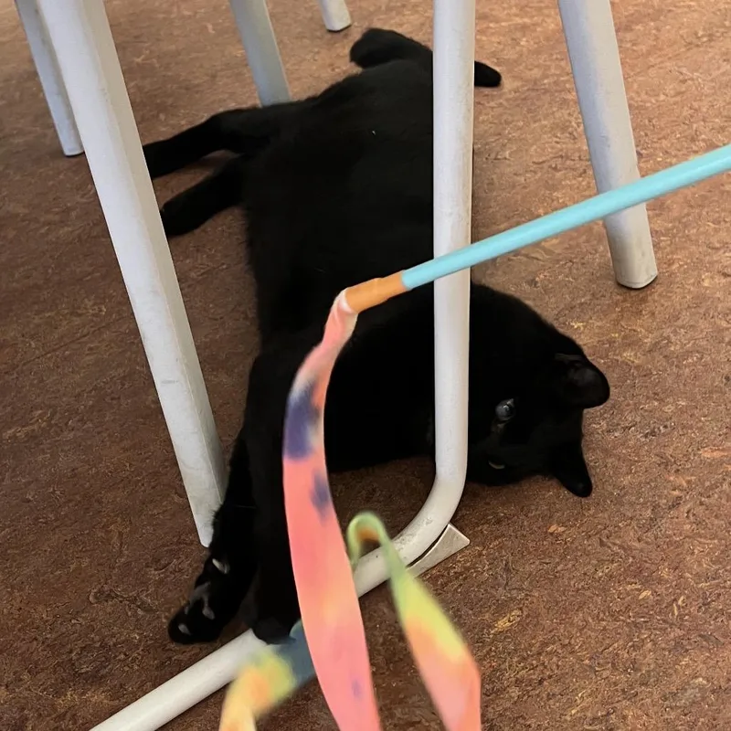 An adult extra large-sized male Domestic Short Hair cat named Bacon for adoption in Glenwood Springs, CO