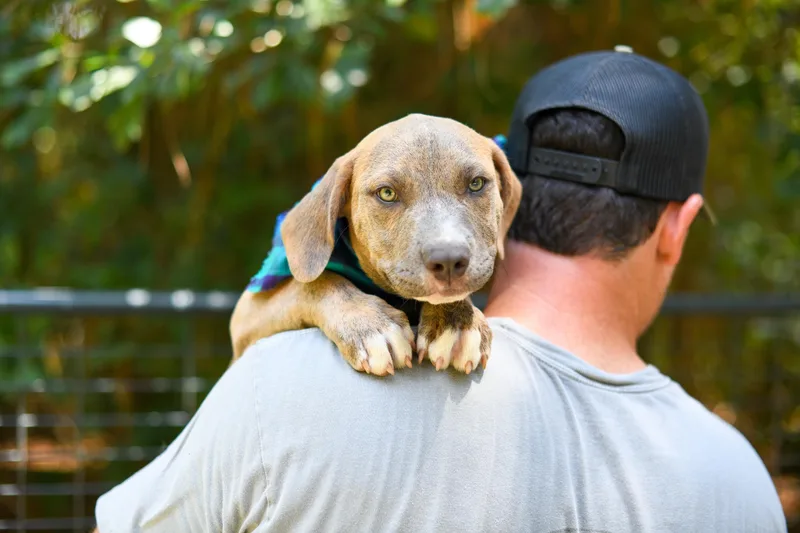 A baby medium-sized male Brindle Mixed Breed dog named Luca for adoption in BONIFAY, FL