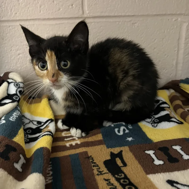 A baby small-sized female Black Domestic Short Hair cat named Savannah for adoption in Owosso, MI