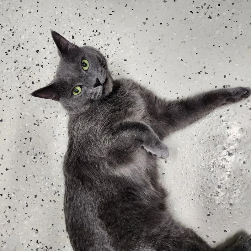 A senior large-sized male Domestic Short Hair cat named Morris for adoption in Muskegon, MI