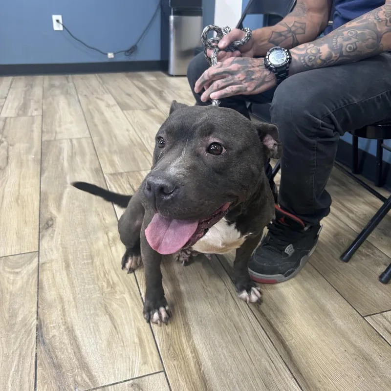 An adult medium-sized female Brown / Chocolate Pit Bull Terrier dog named Chocolate for adoption in Newark, NJ