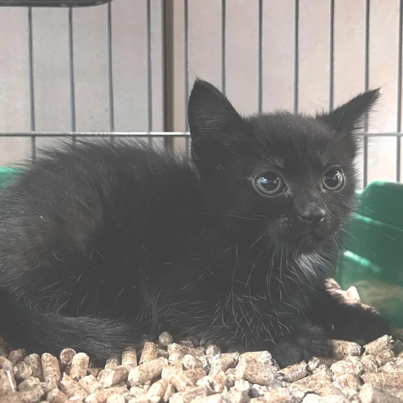 A baby small-sized female Black Domestic Short Hair cat named Fawn for adoption in Port Townsend, WA