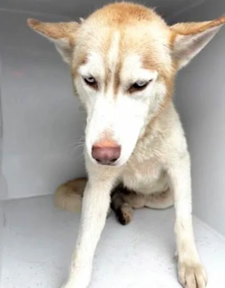 A young large-sized male Siberian Husky dog named A for adoption in Houston, TX