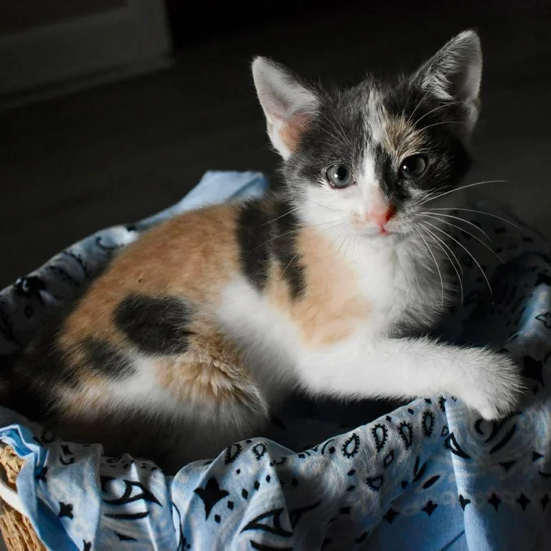 A baby small-sized female Dilute Calico Domestic Short Hair cat named Miley for adoption in Brockport, NY