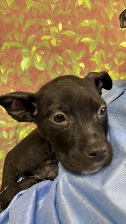A young small-sized female Shepherd dog named Spurs for adoption in San Antonio, TX