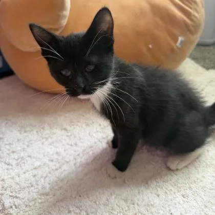 A baby small-sized female Domestic Short Hair cat named Clementine for adoption in Janesville, WI